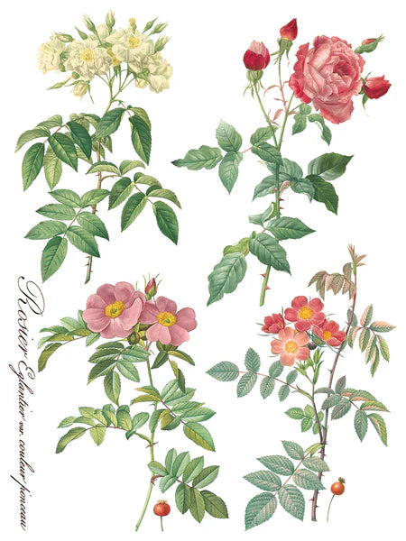 IOD - Rose Botanicals Transfer (8 pages 12″X16″)