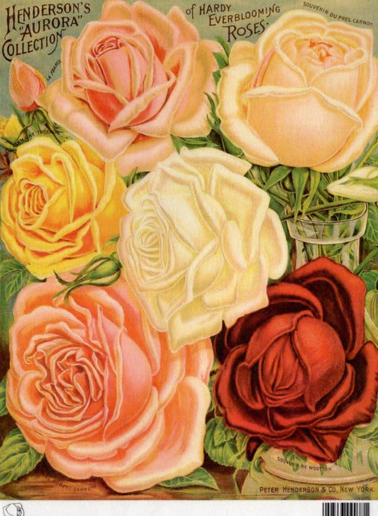 Calambour -Calambour Henderson's Aurora Collection of Hardy Roses (A4)