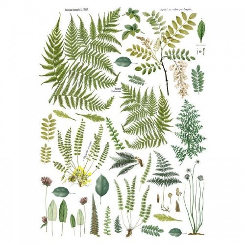 IOD - Fronds Botanical Image Transfer (12″X16″ Pad- 4 Sheets)